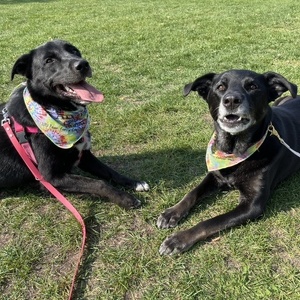 Team Page: Rue and Chloe’s Crew 